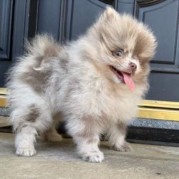 Lil bear - price 4000 - Lavender male Pomeranian puppy in California from Pawsh Poms