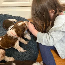 Candy (brown now orange collar) - Tri-Roan female English Springer Spaniel puppy in Statesville, North Carolina from Rockin’ Slow Farms