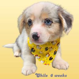 Chile - Blue merle and white male American Corgi puppy in Mansfield, Ohio from Moonrise corgis