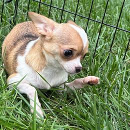 Lovey - Chihuahua