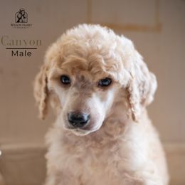 Poodle Puppies from Wilson Family Poodles