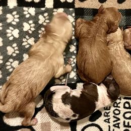 Piglet - Parti female Goldendoodle puppy in Mocksville, North Carolina from Little Bear Doodles