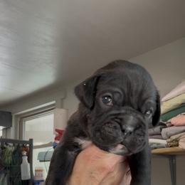 Justice - Brindle male Boxer puppy in Taft, Tennessee from Hillbillie Boxers