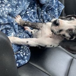 Great Dane and Miniature Schnauzer Puppies from River Valley Great Danes