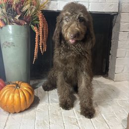 Maple - Chocolate female Goldendoodle puppy in Arlington, Texas from Chambers Doodle Patch