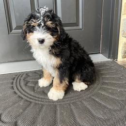 Lisa - Tri-color female Bernedoodle puppy in Holtwood, Pennsylvania from Country Ridge Puppies