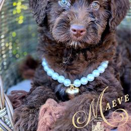 Maeve - Price 1850 - Brown and white female Aussiedoodle puppy in Ennis, Texas from God’s Little Aussies
