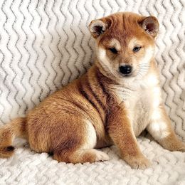 Sadie - Red female Shiba Inu puppy in Trenton, Nebraska from Prairie Shibas