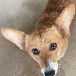 Suki - Pembroke Welsh Corgi