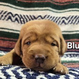 Boy 4 - Yellow male Labrador Retriever puppy in Potosi, Wisconsin from Point and Flush Gun Dogs
