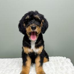 North - Goldendoodle