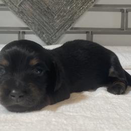 Gnocchi - Black and tan male Dachshund puppy in Venice, Florida from JD’s Weiner-Wonderland
