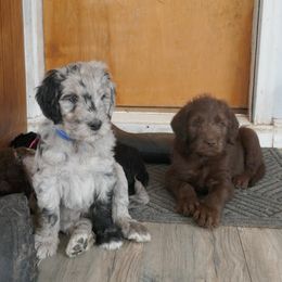 Labradoodle Puppies from Daisy's Labradoodles
