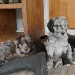 Labradoodle Puppies from Daisy's Labradoodles