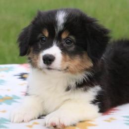 Raven - Black and tan female Pembroke Welsh Corgi puppy in Fayetteville, Arkansas from Intergalactic Corgis