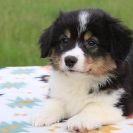 Raven - Black and tan female Pembroke Welsh Corgi puppy in Fayetteville, Arkansas from Intergalactic Corgis