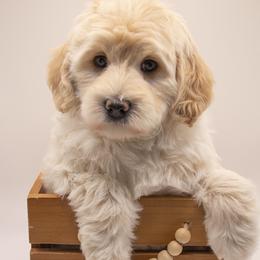 Gretel - Cream female Goldendoodle puppy in Lehi, Utah from Our Little Farm Life Doodles