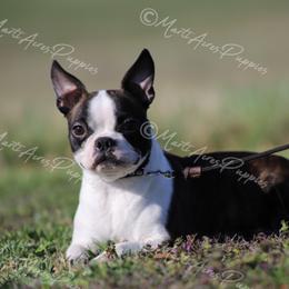 Angel - Boston Terrier