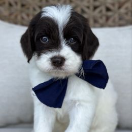 Red Collar - Parti male Goldendoodle puppy in Blanchard, Oklahoma from Dream Doodles by Dondi