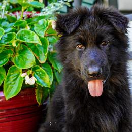 Cream Collar - Black female German Shepherd puppy in Howell, Michigan from Sheyenne’s Shepherds