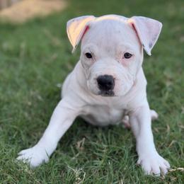 Silver - White female American Bully puppy in Princeton, Texas from District 12 Kennels