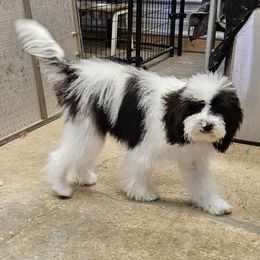 Girl 5 - Black and white Bernedoodle puppy in Schertz, Texas from Kat's Teddydoodles