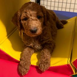 Angelica - yellow collar - Cream female Goldendoodle puppy in Puyallup, Washington from Dawnie’s Doodles