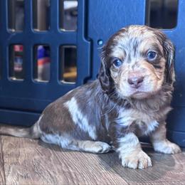 Derek - Dapple male Dachshund puppy in Hornbeck, Louisiana from A&Z Mini Dachshunds