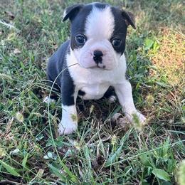 Winnie - Black and white female Boston Terrier puppy in Fillmore, Illinois from Wind Hill Puppies