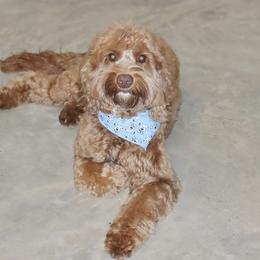 Bentley - Australian Labradoodle