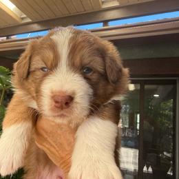 Gutta Boy 3 - Red tri-color male Australian Shepherd puppy in Walnut Creek, California from Sweet Magnolia Aussies
