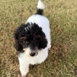 Asher - Parti male Poodle puppy in Huntsville, Alabama from Flint River Poodles