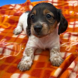 Girl 4 - Piebald female Dachshund puppy in Spanaway, Washington from 11 Oaks Kennels