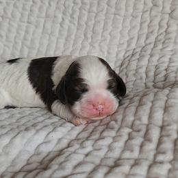 AKC Yahtzee - Brown and white female Cocker Spaniel puppy in New Market, Tennessee from Down in the Holler