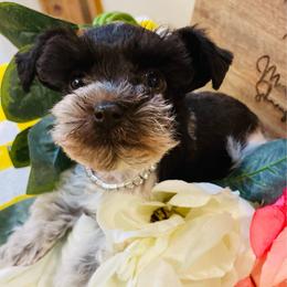 Girl 3 - Parti female Miniature Schnauzer puppy in Malvern, Arkansas from Deep South Miniature Schnauzers