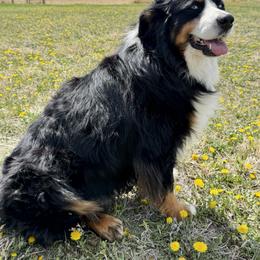 Caesar - Bernedoodle