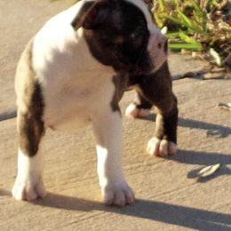 Boston Terrier Puppies from Day Root Enterprises Inc.