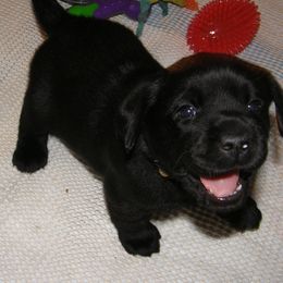 Labrador Retriever Puppies from Mystic River Labradors