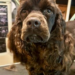 Casey - Cocker Spaniel