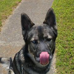 Storm - Gerberian Shepsky