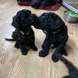 Goldendoodle, Miniature Schnauzer, and Poodle Puppies from 501Doodles