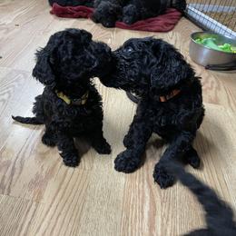 Goldendoodle, Miniature Schnauzer, and Poodle Puppies from 501Doodles