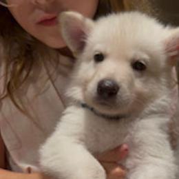 Boy 1 - White male German Shepherd puppy in Santa Rosa Valley, California from Diamond White German Shepherds