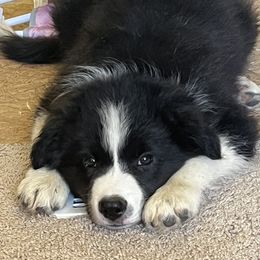Border Collie Puppies from Fire N Arrows Border Collies