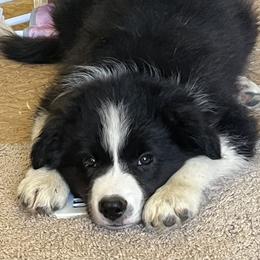 Border Collie Puppies from Fire N Arrows Border Collies