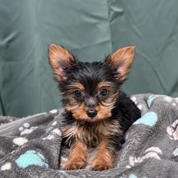 Mia - Black and gold female Yorkshire Terrier puppy in Silver Springs Shores, Florida from Top Notch Pupz