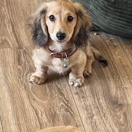Dachshund Puppies from STORIED DOXIES