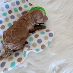 Boy 1 - Cream Poodle puppy in Moses Lake, Washington from Dusty Lane Ranch