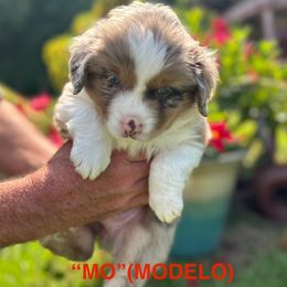 Miniature Australian Shepherd Puppies from SWLA MINI AUSSIES