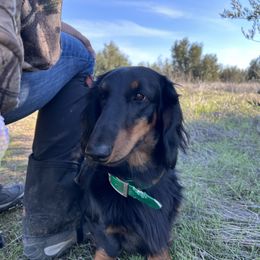 Dachshund All Grown Up from Rare Treat Dachshunds